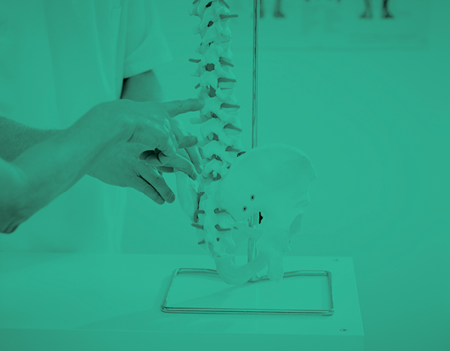 chiropractic pointing at spine skeleton